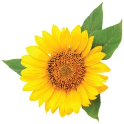 Conditionneur ShineCare CHI 355ML -Beauty Care Soldes conditionneur shinecare chi 355ml 1