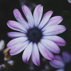 Duo Nutrition Bio Neia Patrice Mulato -Beauty Care Soldes duo nutrition bio neia patrice mulato 3