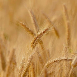 Duo Soins Repigmentants Blond Blé De Provence Fauvert Professionnel -Beauty Care Soldes duo soins repigmentants blond ble de provence fauvert professionnel 3