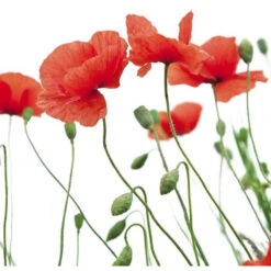 Duo Soins Repigmentants Rouge Coquelicot Aixois Fauvert Professionnel -Beauty Care Soldes duo soins repigmentants rouge coquelicot aixois fauvert professionnel 3