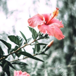 Masque Couleur N°5 Back-bar Farmavita 250ML -Beauty Care Soldes masque couleur n5 back bar farmavita 250ml 2