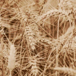 Masque Reconstructeur Origine Kératine Patrice Mulato 200ML -Beauty Care Soldes masque reconstructeur origine keratine patrice mulato 200ml 1