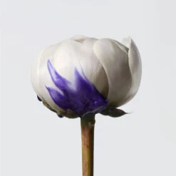 Shampoing Révélateur D’éclat Yubi Blonde Shu Uemura 300ML -Beauty Care Soldes shampoing revelateur declat yubi blonde shu uemura 300ml 3