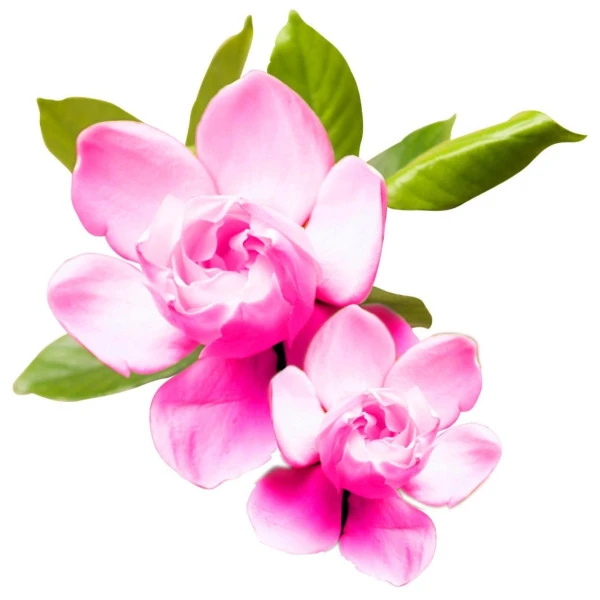 Shampooing ColorCare CHI 739ML 4 Shampooing ColorCare CHI 739ML - Image 2