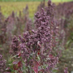 Shampooing éclat Bio Neia Patrice Mulato 250ML -Beauty Care Soldes shampooing eclat bio neia patrice mulato 250ml 1