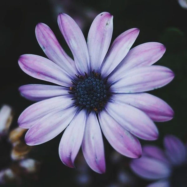 Shampooing Nutrition Bio Neia Patrice Mulato 250ML 4 Shampooing Nutrition Bio Neia Patrice Mulato 250ML - Image 2