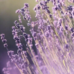 Shampooing Quotidien Douceur Back-bar Farmavita 1L -Beauty Care Soldes shampooing quotidien douceur back bar farmavita 1l 2