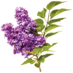 Shampooing VolumeCare CHI 355ML -Beauty Care Soldes shampooing volumecare chi 355ml 1